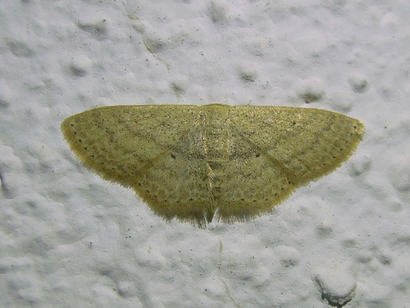 Idaea subsericeata??? No, Scopula (Calothysanis) minorata, Geometridae